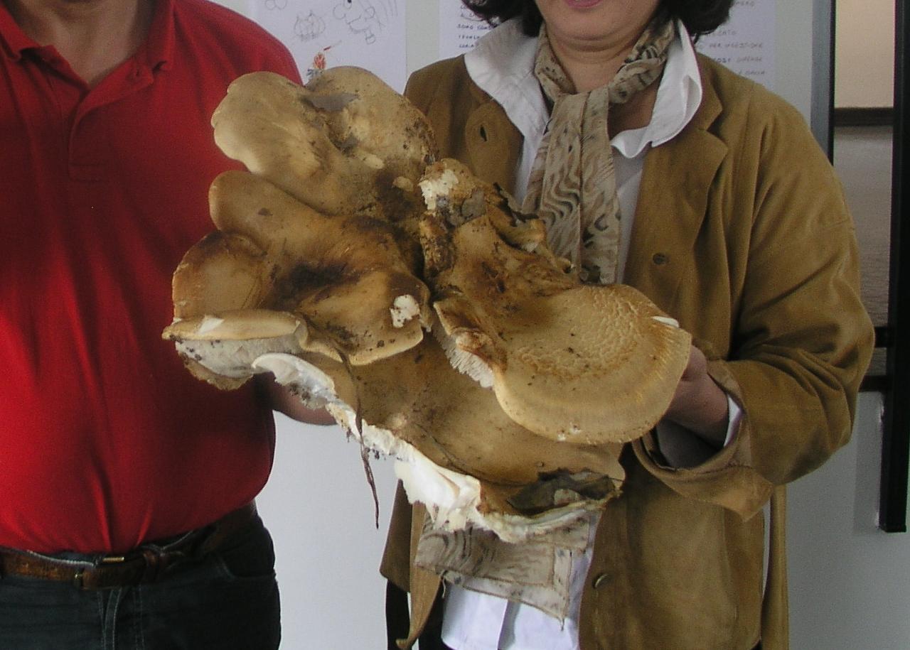 Leucopaxillus....macrocephalus